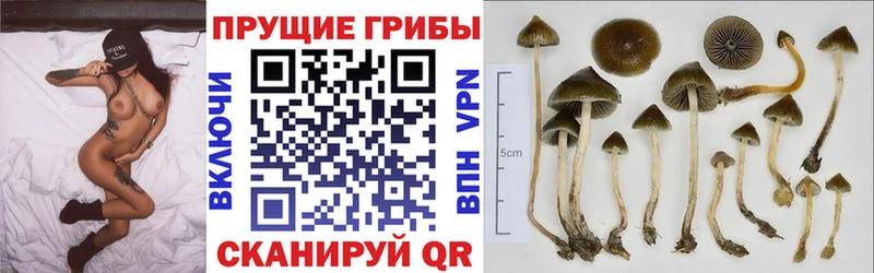 Галлюциногенные грибы Psilocybe  Купить  Воскресенск 